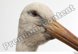 Black stork head 0003.jpg